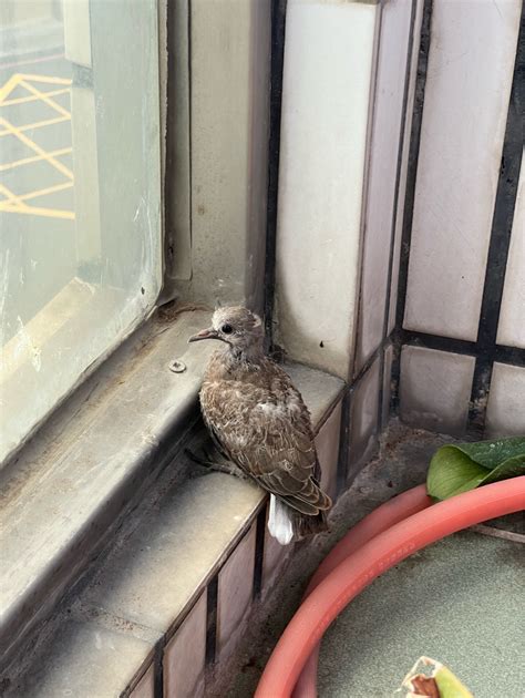 陽台飛來一隻鳥